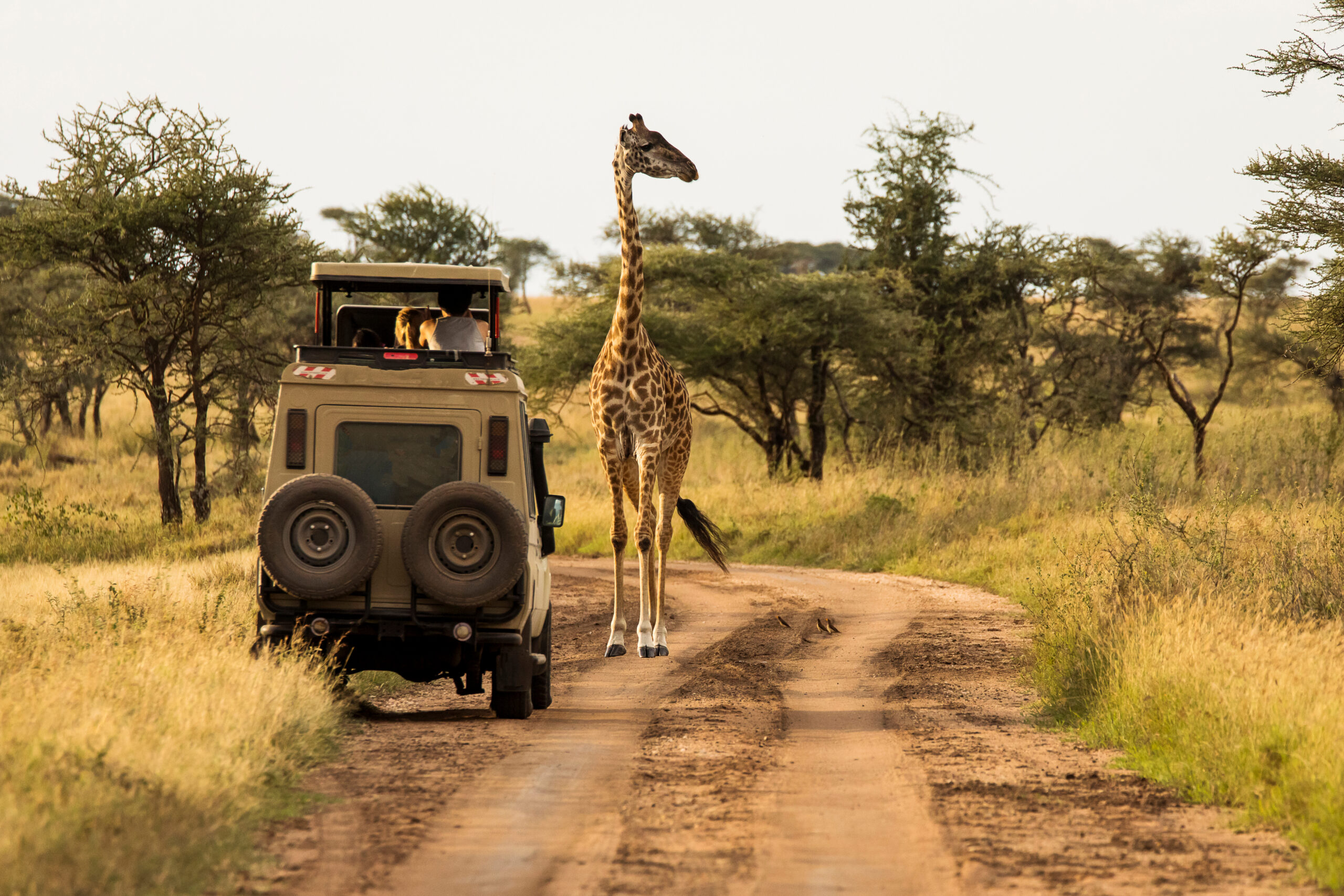 Safari en Afrique – Au cœur du monde sauvage