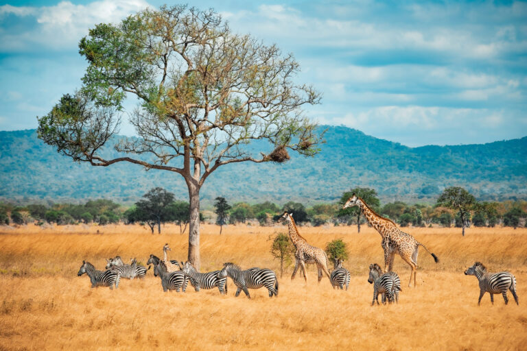 Tanzanie : Safari & plage de rêve