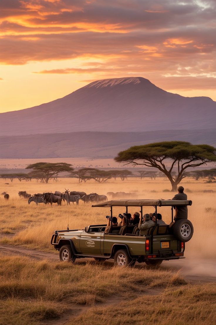 Safari